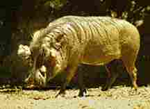 Wart Hog
